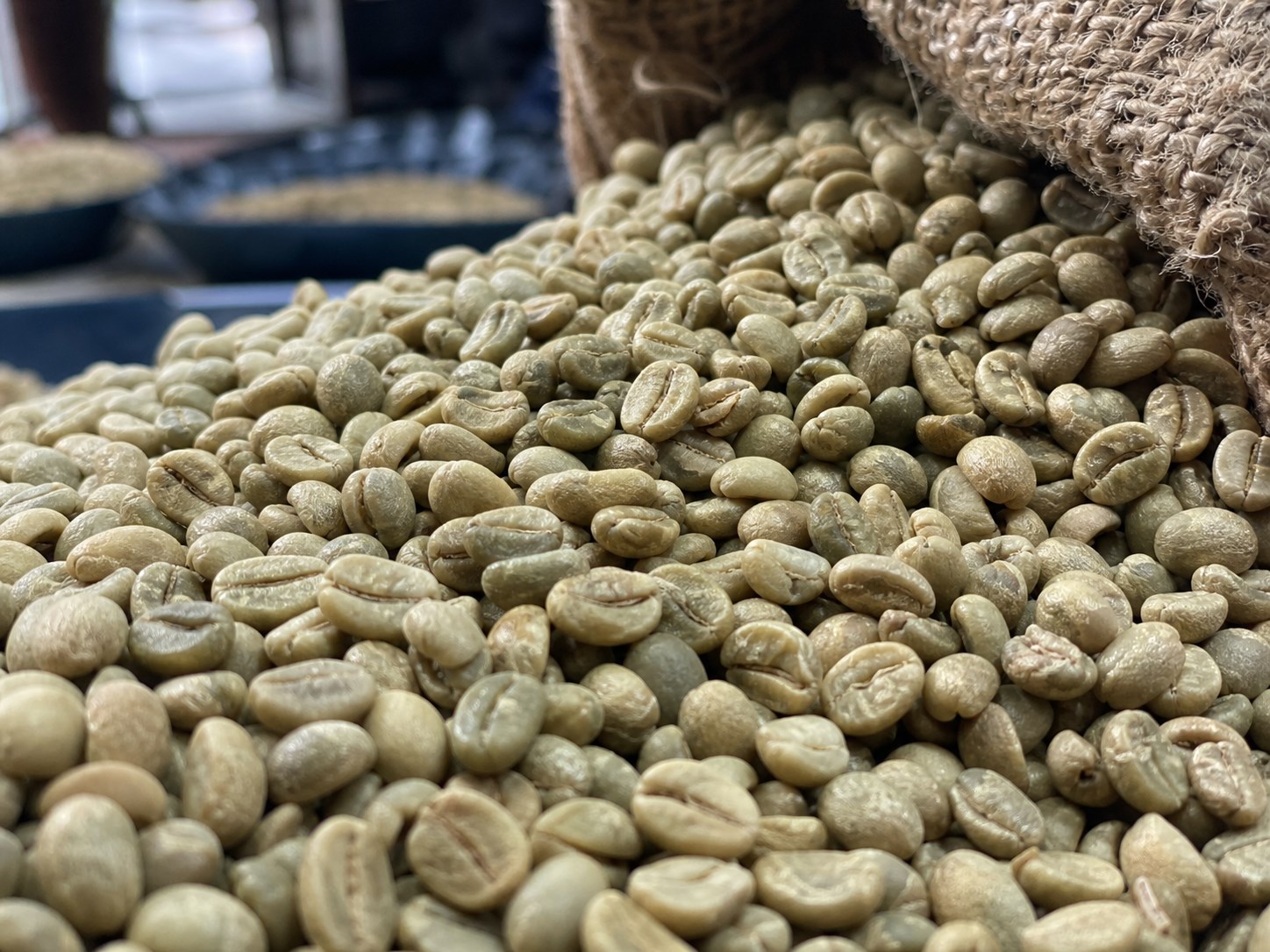 Vietnam Robusta green coffee beans